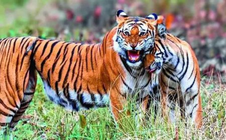 Tigress survives years with snare knotted around stomach, raises healthy cubs