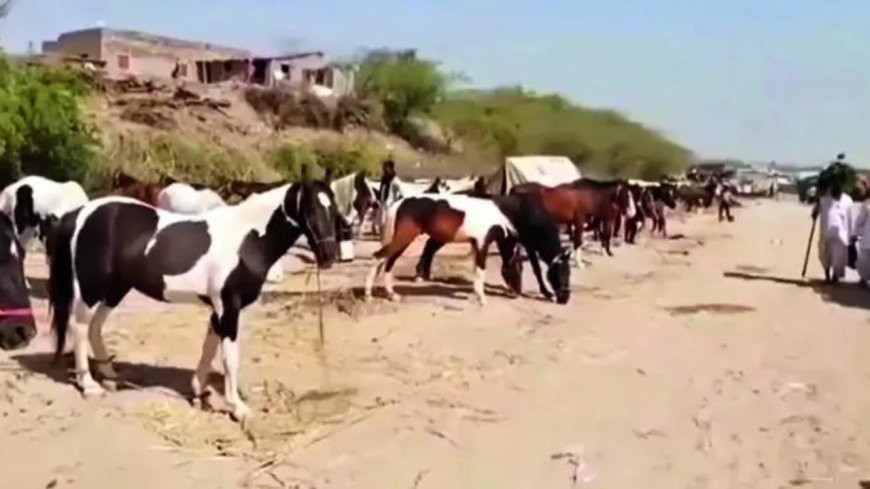 Land not available, Kashipur's historic horse market shuts down