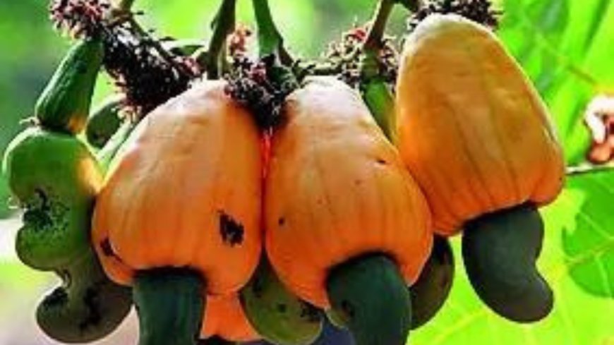 Kernel of calm for Goa's cashew business as Trump hits 90-day pause on higher tariffs