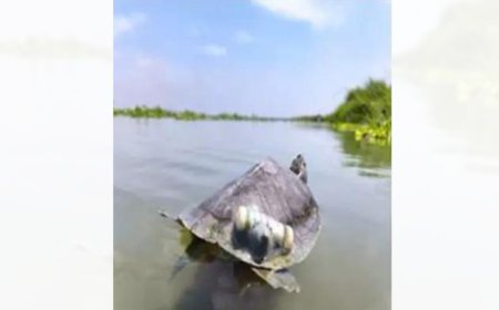 Red-Crowned Roofed Turtles, last seen in Ganga’s main channel 30 years ago, reintroduced in river