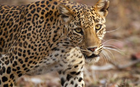 Kaziranga cheers as 2 tiger cubs are sighted