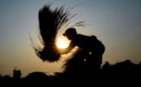 ICAR: World’s first genome-edited rice varieties to boost yields 30%