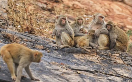 High court to Centre, state: Submit plans to check monkey menace