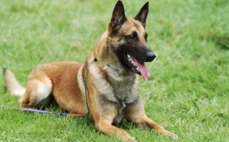 Stung in the line of duty: CRPF sniffer dog Rolo dies after bee attack in Chhattisgarh anti-maoist operation