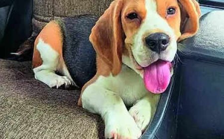Pet Beagle wolfs down stapler pins, 100+ got out of tummy after surgery