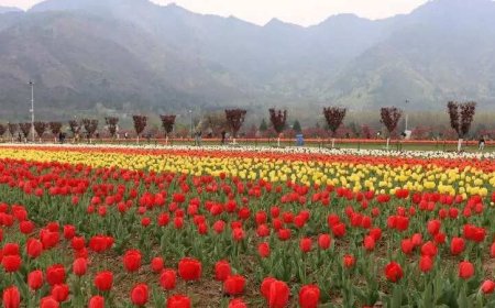 Kolkata travel companies launch ‘Chalo Kashmir’ drive