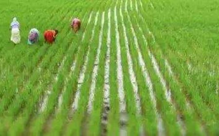 Less water, more rice: Why gene editing of rice may be a game changer