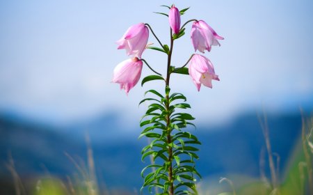 Shirui Lily fest set to return after 2 years amid tight security in restive Manipur