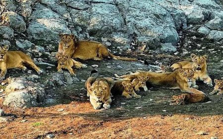 India's lion population rises by a third
