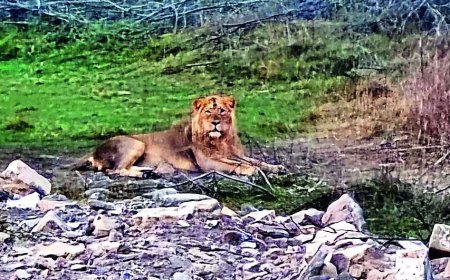 Pride of Gujarat breaks new ground, 891 wild lions call state home