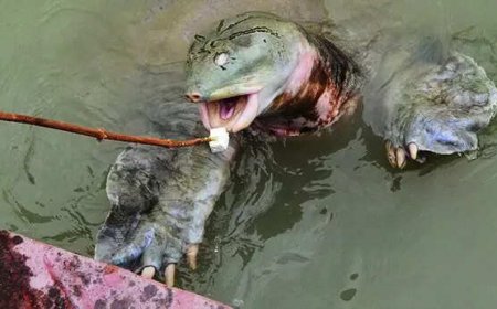 For these temple turtles in Kanpur, paneer is the top pick