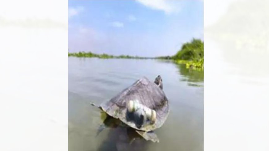 Red-Crowned Roofed Turtles, last seen in Ganga’s main channel 30 years ago, reintroduced in river