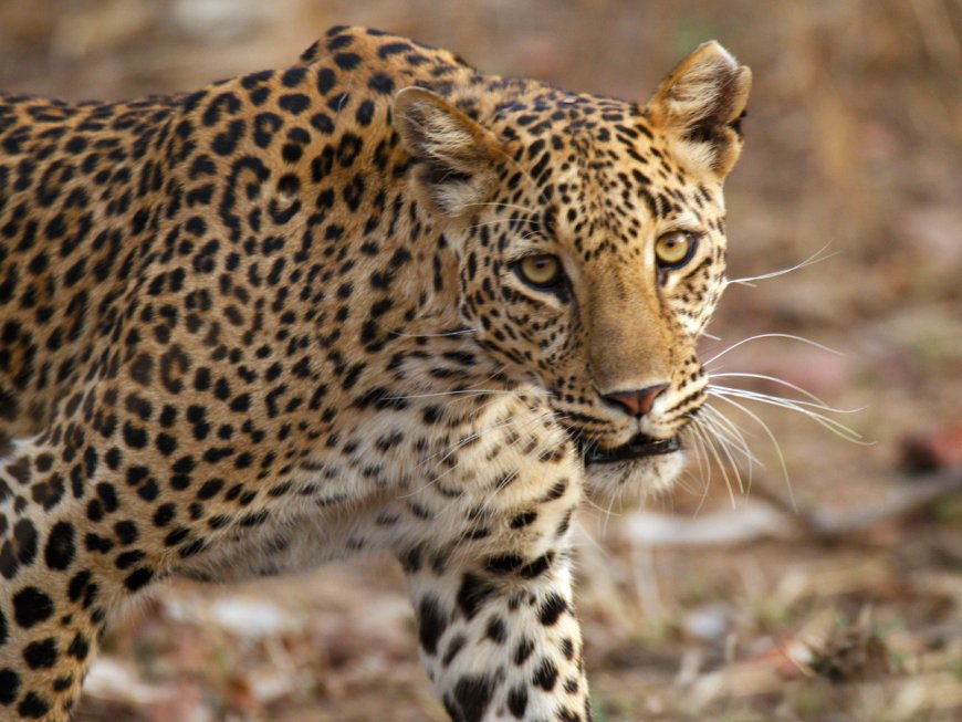 Kaziranga cheers as 2 tiger cubs are sighted