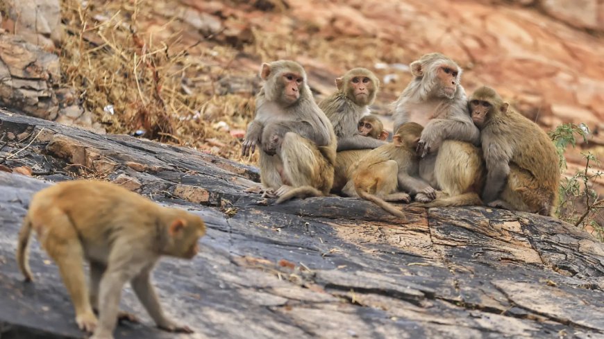 High court to Centre, state: Submit plans to check monkey menace