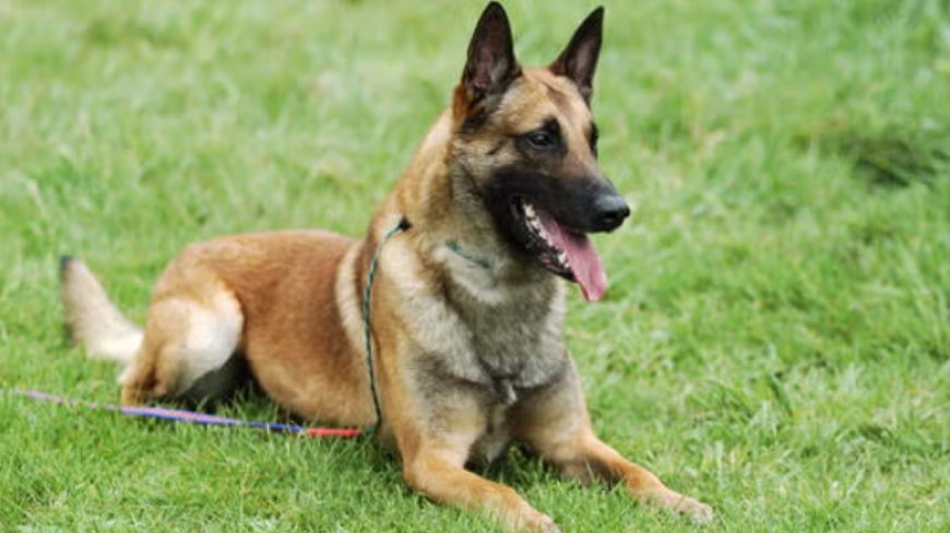 Stung in the line of duty: CRPF sniffer dog Rolo dies after bee attack in Chhattisgarh anti-maoist operation
