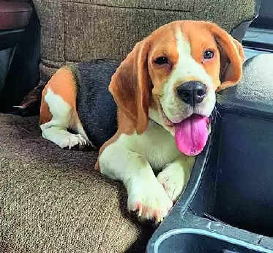 Pet Beagle wolfs down stapler pins, 100+ got out of tummy after surgery