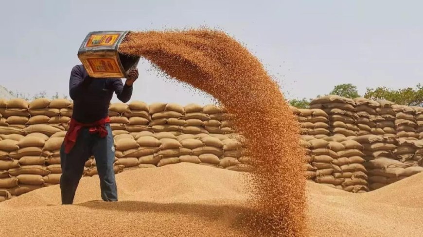 Govt wheat procurement so far this year 11% more than entire 2024 purchase