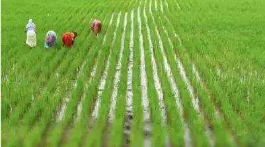 Less water, more rice: Why gene editing of rice may be a game changer