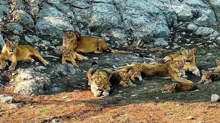 India's lion population rises by a third