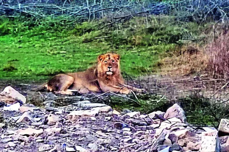 Pride of Gujarat breaks new ground, 891 wild lions call state home