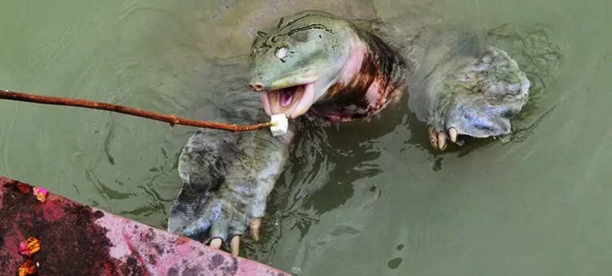 For these temple turtles in Kanpur, paneer is the top pick