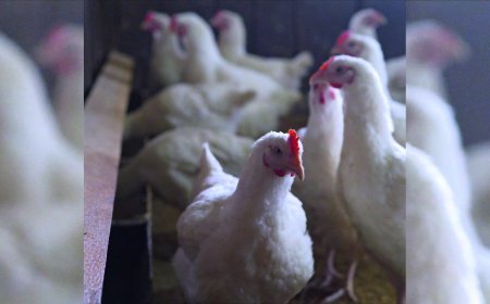 Gorakhpur poultry shops shut for 21 days after bird flu cases