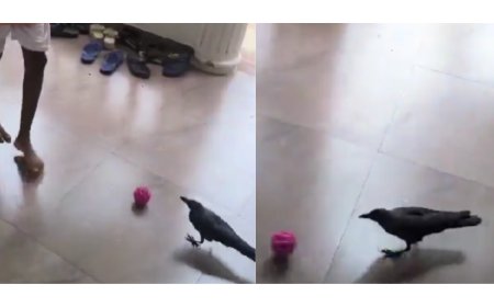 Watch: Goa crow shows off football skills, internet wants to sign him up