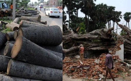 Are missing palm trees causing more lightning deaths in Bihar ?