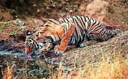 Adivasis say Project Tiger and tourism are displacing them from their ancestral land