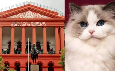 'Daisy has driven everyone crazy': Karnataka HC dismisses case against man accused of stealing neighbour's cat; calls it 'frivolous'