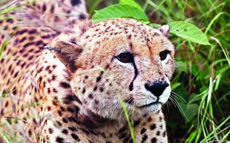 Madhya Pradesh: 5 Kuno cheetahs spotted near Morena dam