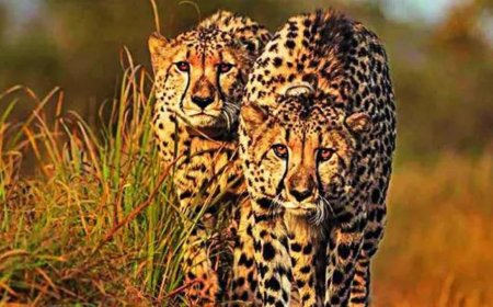 Solar-driven water lift helps Kuno's cheetahs survive heat