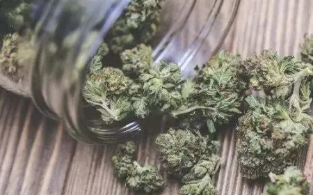 Mumbai: Rs 25 crore worth of hydrohonic weed seized at airport; 3 arrested