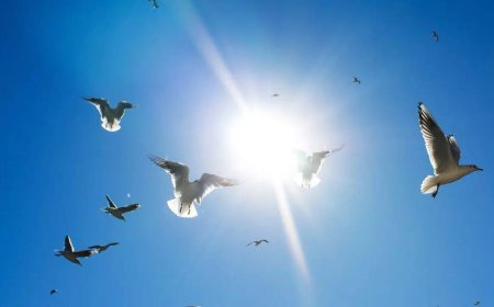 Ahmedabad ranks third in bird strikes, 319 incidents recorded in five years; animal rights group flags alarming spike post-deadly crash