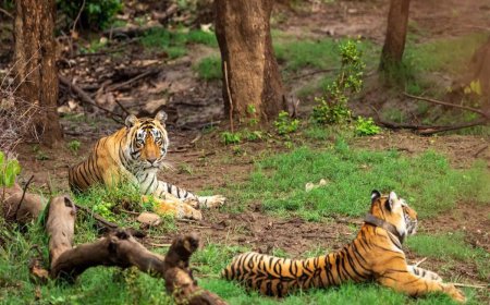 Reign of fearless Arrowhead ends in Ranthambore