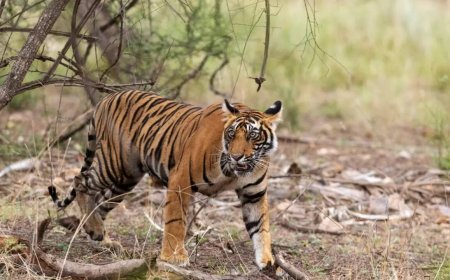 Maneater tiger 'Bajirao' rescued from MP forest