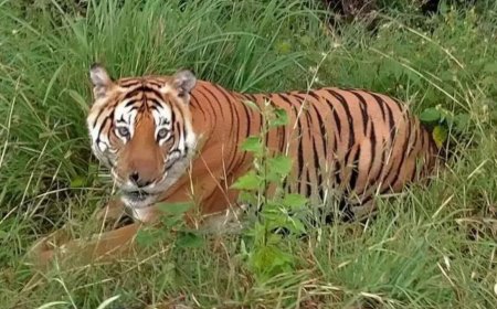 Wildlife Institute of India moves to stall pay of those who skipped yoga event, later backs off