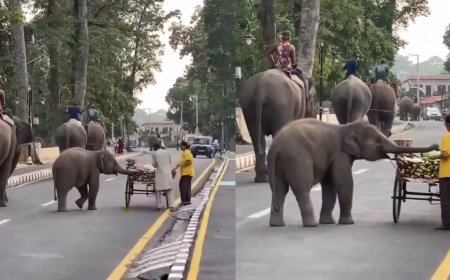'Picture of pure innocence': Baby elephant stops for a quick snack on road; heartwarming moment goes viral
