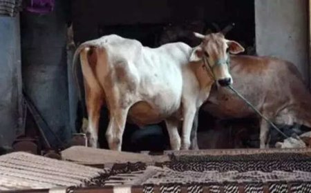 Punjab police recuses Uttarakhand youth forced to work at cowshed at BJP MP's intervention