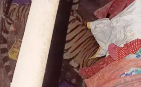 Family wakes up to surprise visitor in bedroom: A tiger