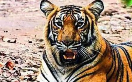 5 tigers die in Karnataka's wildlife sanctuary, poisoning suspected