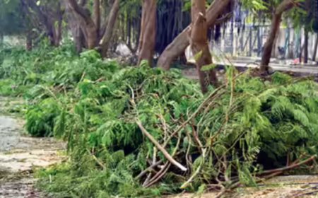 Green min outlines rules for felling of trees in agri land