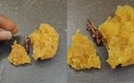 Cockroach in Srisailam laddoo? Devotee flags hygiene concern; Andhra temple investigating CCTV footage