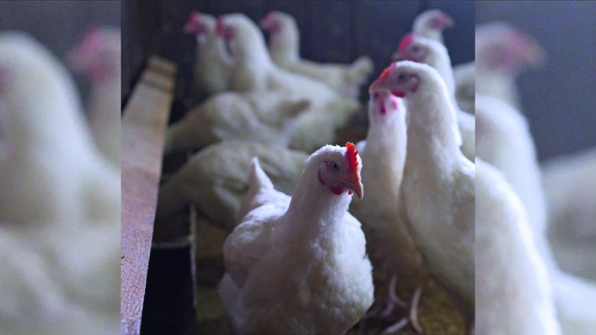 Gorakhpur poultry shops shut for 21 days after bird flu cases