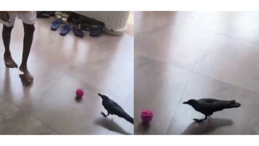 Watch: Goa crow shows off football skills, internet wants to sign him up