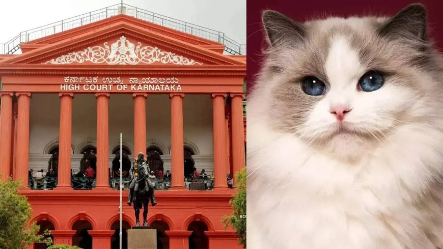 'Daisy has driven everyone crazy': Karnataka HC dismisses case against man accused of stealing neighbour's cat; calls it 'frivolous'