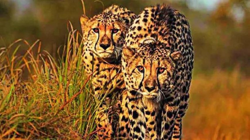 Solar-driven water lift helps Kuno's cheetahs survive heat