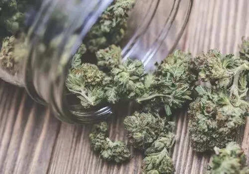 Mumbai: Rs 25 crore worth of hydrohonic weed seized at airport; 3 arrested