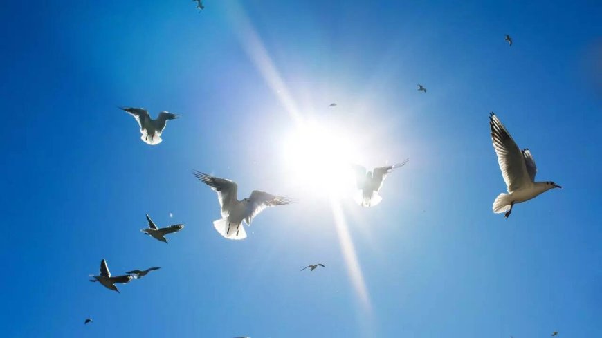 Ahmedabad ranks third in bird strikes, 319 incidents recorded in five years; animal rights group flags alarming spike post-deadly crash