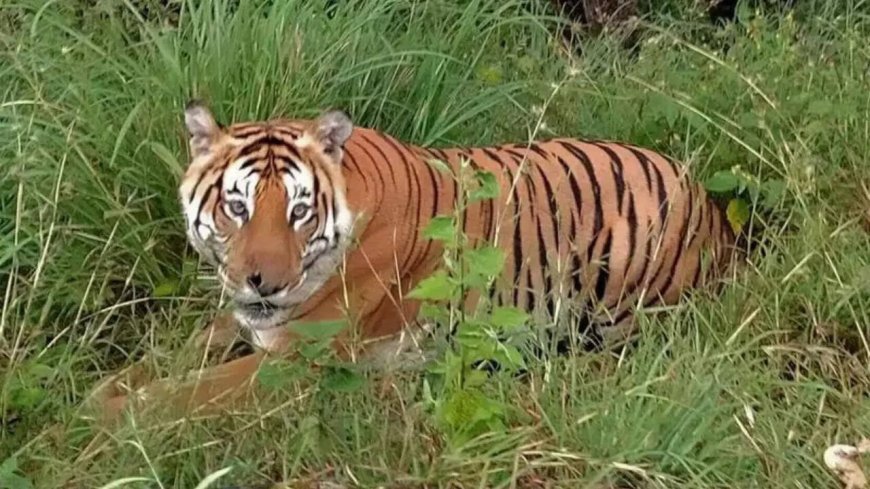 Wildlife Institute of India moves to stall pay of those who skipped yoga event, later backs off